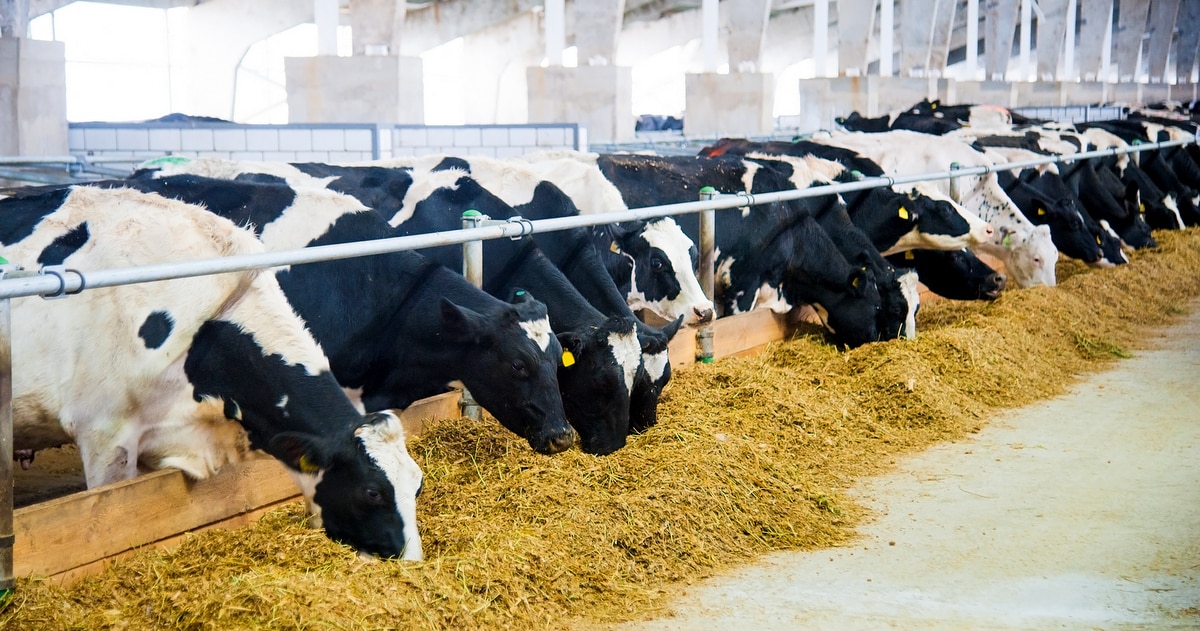 Fazenda Barreiro Alto / Meara Gado Holandês 